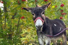 Осел Жорик, участвовавший в СВО