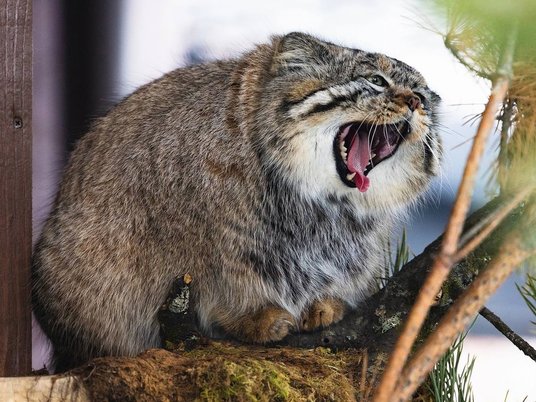 Манул Борис