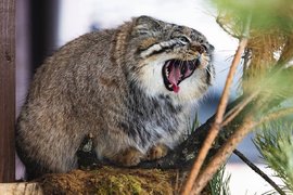 Манул Борис