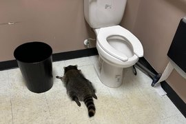 Пьяный енот в винном магазине