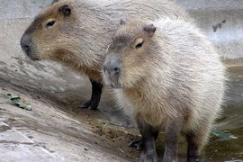 Капибары