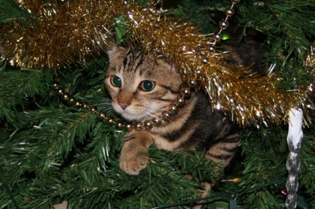 Кот и елка