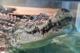 Крокодил Кузя в Новосибирске
