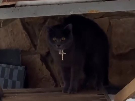 Кот с крестом