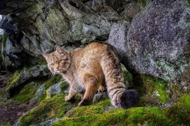 Лесная кошка в Чехии
