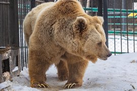 Тянь-шанский белокоготный медведь Памир в зоопарке «Роев ручей»