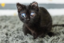 Котенок с большими глазами