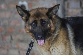 Собака-проводник