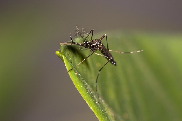 Комар Aedes aegypti