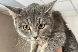Котенок, найденный в автомобиле пьяного водителя в Красноярском крае