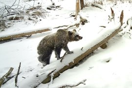 Вышедший из спячки медведь в Алтайском заповеднике
