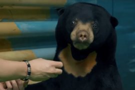 Малайская медведица в Новосибирском зоопарке