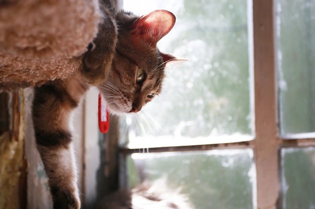 Коты, кошки