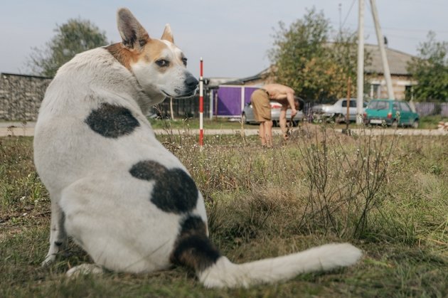 Собака