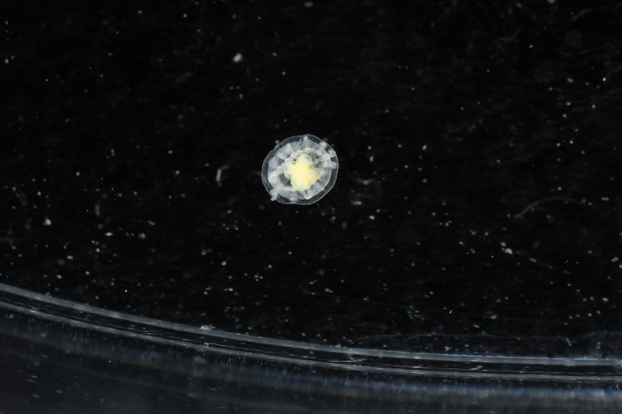 Медуза Turritopsis dohrnii Медуза Turritopsis dohrnii
