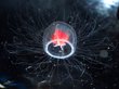 Медуза Turritopsis dohrnii