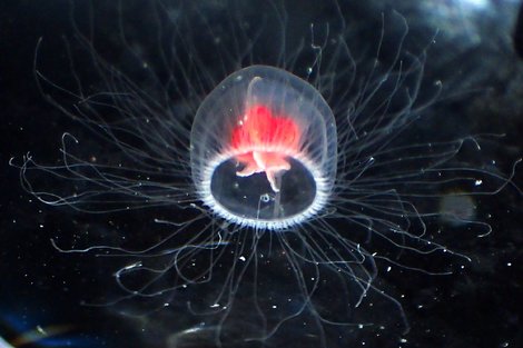 Медуза Turritopsis dohrnii