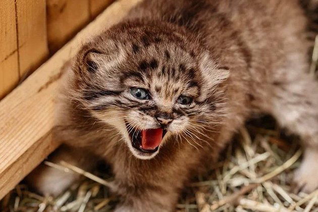 Котенок манула в Новосибирском зоопарке
