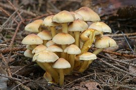 Гифолома серно-желтая