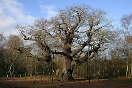 Дуб Робина Гуда Major Oak