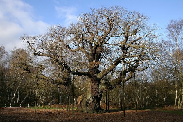 Дуб Робина Гуда Major Oak