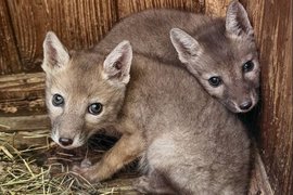 Щенки корсака в Новосибирском зоопарке имени Р.А. Шило