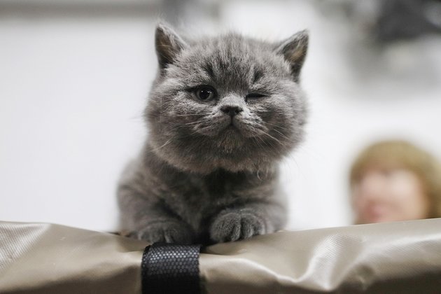 Выставка кошек