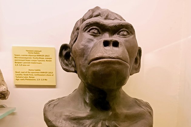 Реконструкция облика Homo habilis