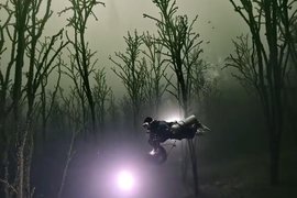 Удивительный лес сняли под водой