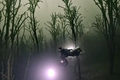 Удивительный лес сняли под водой