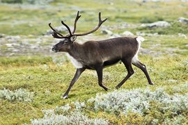 Норвежские олени совершили дерзкий побег в Россию