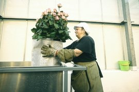 Розы цветы теплица