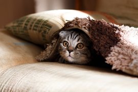 Почему кошка смотрит в пустой угол