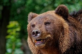 Медведь