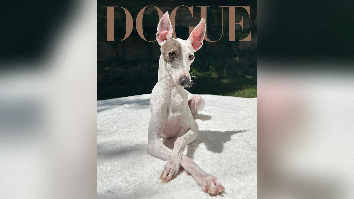 Победитель конкурса Dogue на самую стильную собаку 2026 года