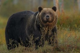 Медведь