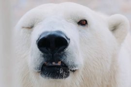 Белый медведь в Челябинском зоопарке