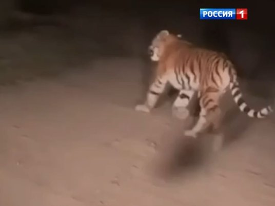 Тигр, встретившийся президенту России Владимиру Путину в лесах Приморского края