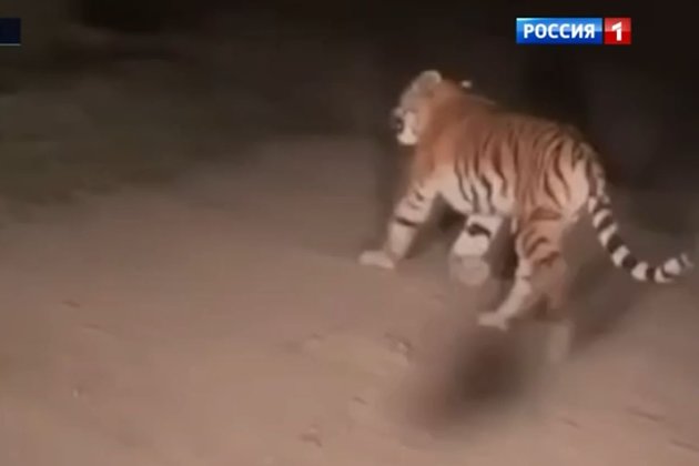 Тигр, встретившийся президенту России Владимиру Путину в лесах Приморского края