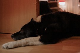 Установлена причина массовой гибели собак после прививки