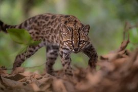 Leopardus tilcayo, или тигровая кошка тилкайо