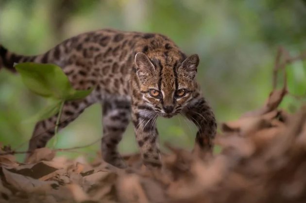 Leopardus tilcayo, или тигровая кошка тилкайо