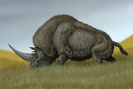 Сибирский эласмотерий