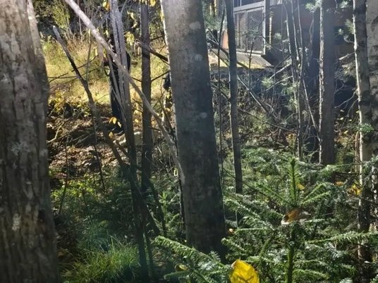 Место нападения медведя на мужчину в Красноярском крае