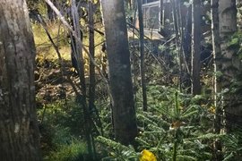 Место нападения медведя на мужчину в Красноярском крае